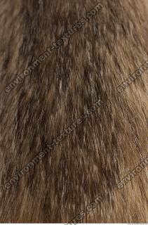 photo texture of fur 0006